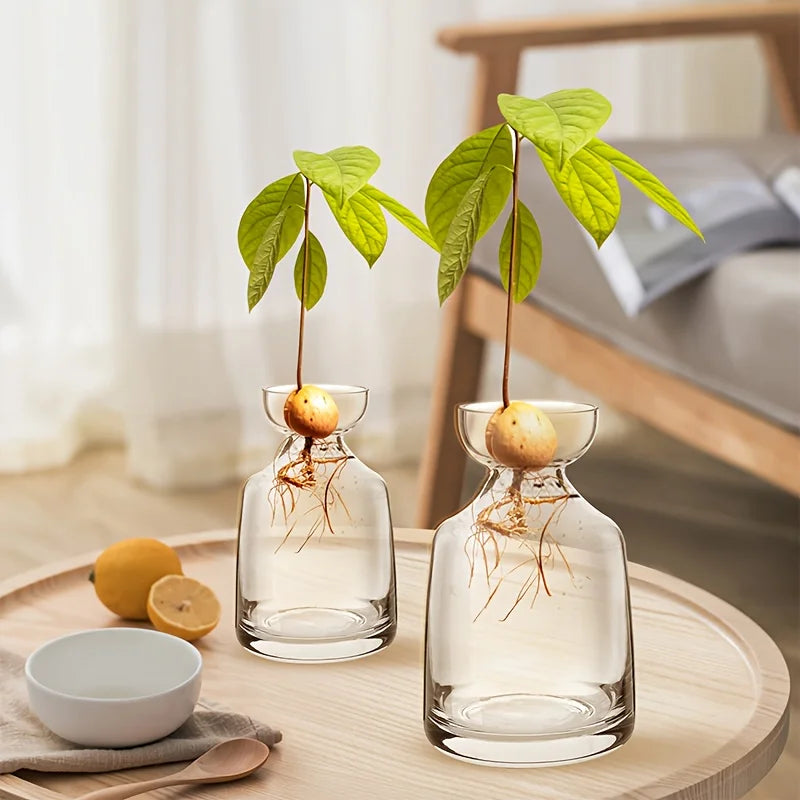 Avocado Seed Starter Vase
