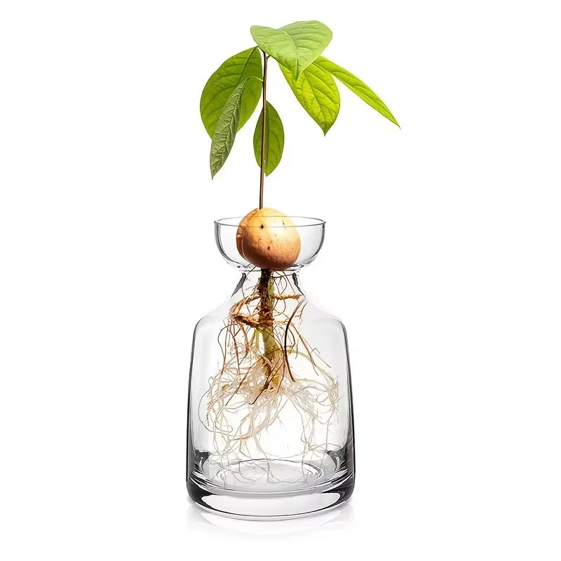 Avocado Seed Starter Vase