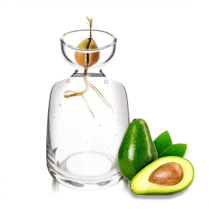 Avocado Seed Starter Vase