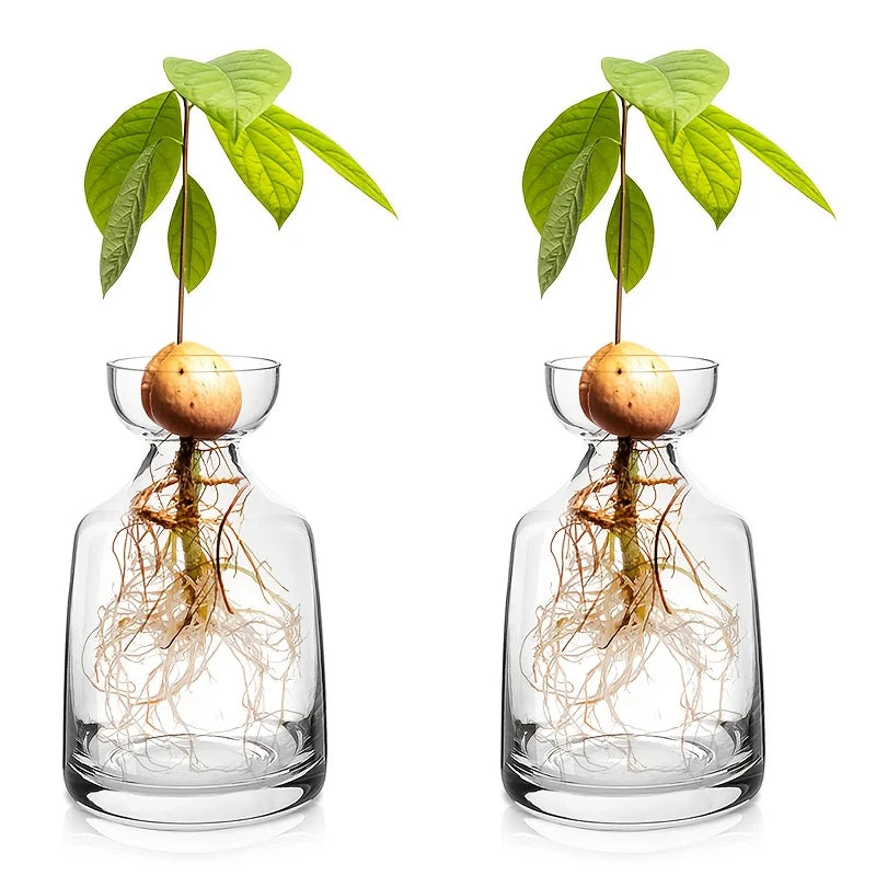 Avocado Seed Starter Vase