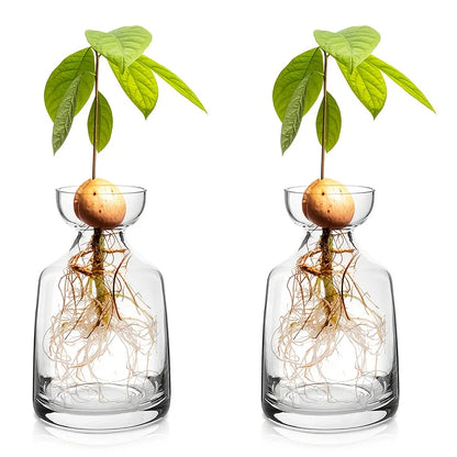 Avocado Seed Starter Vase