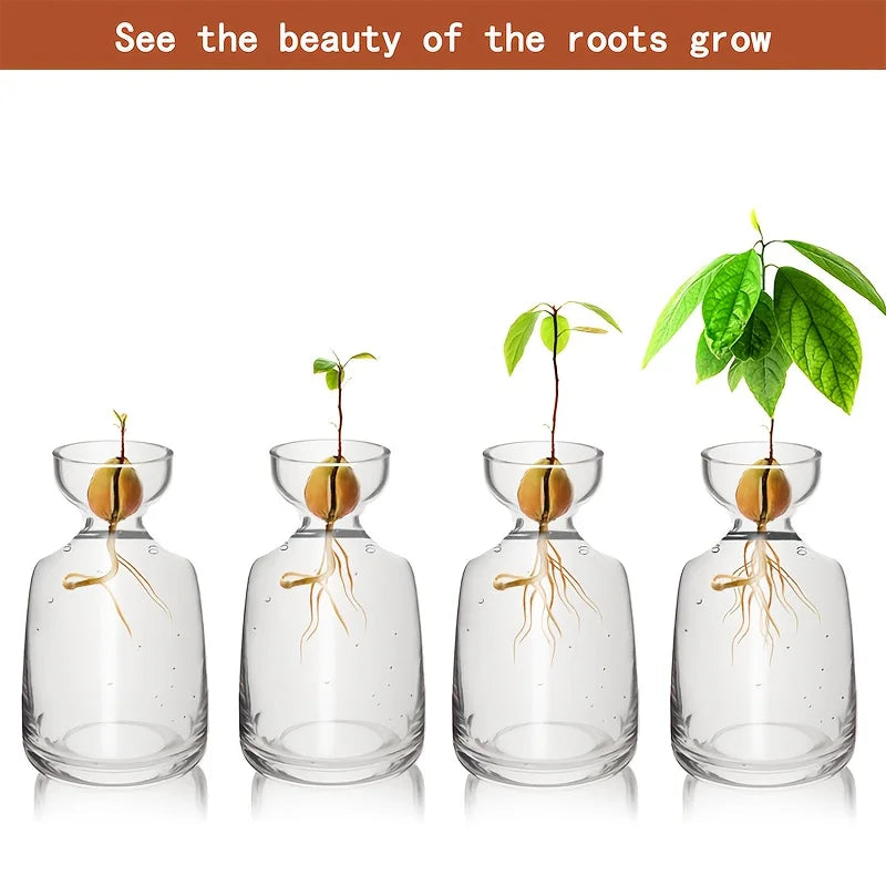 Avocado Seed Starter Vase