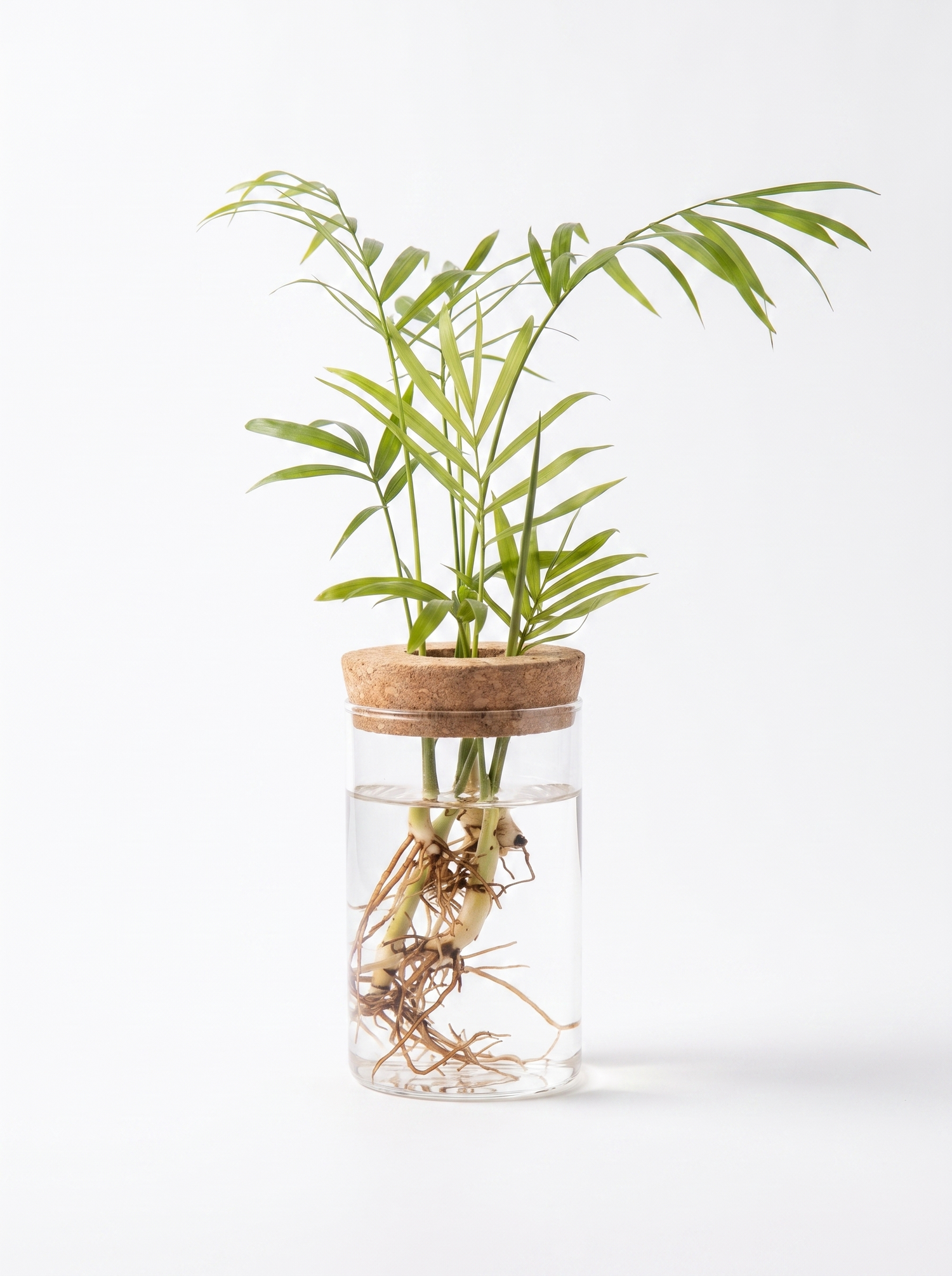 Hydro Bud Propagation Vase studio