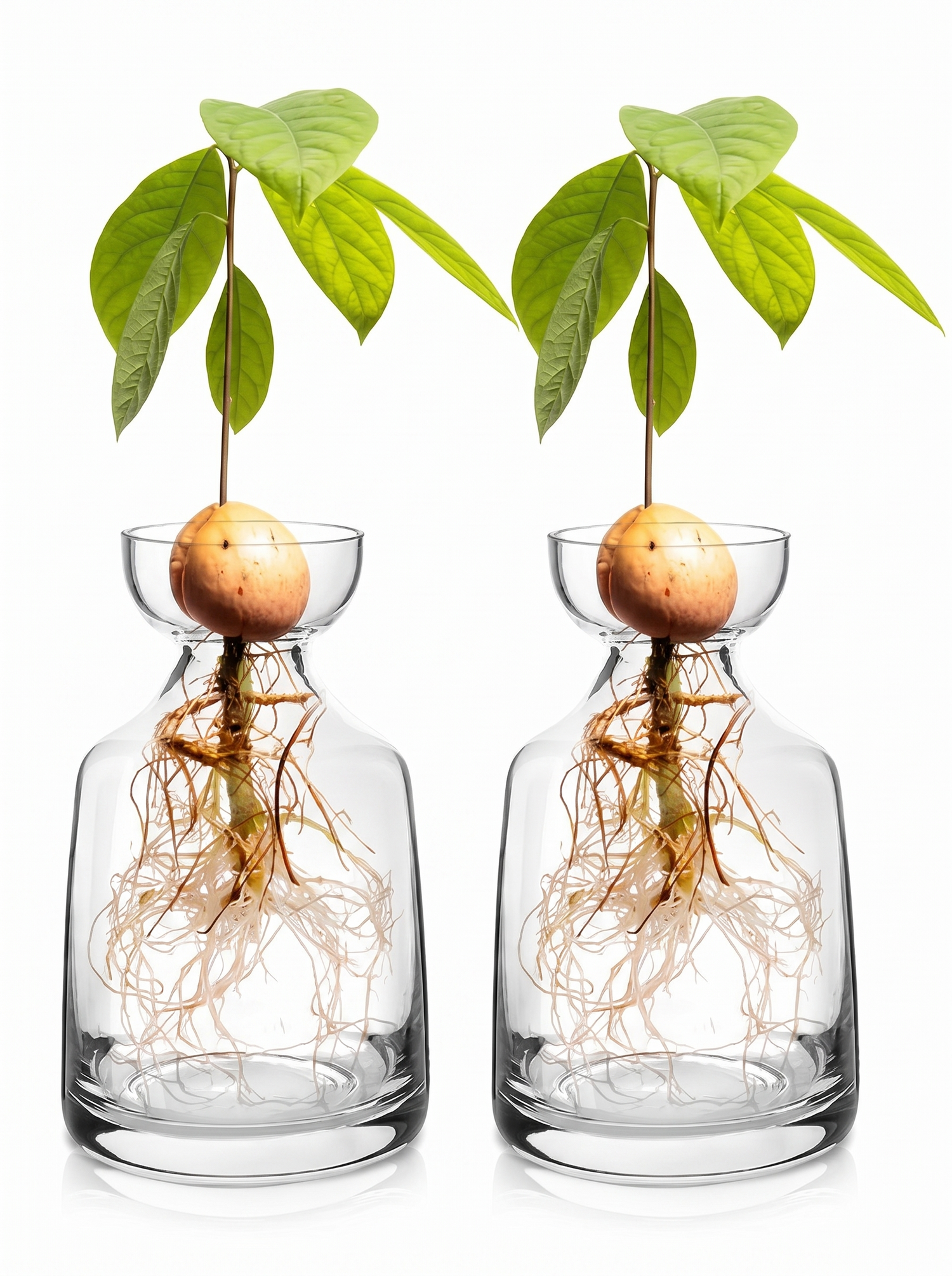 Avocado Seed Starter Vase studio iwt2
